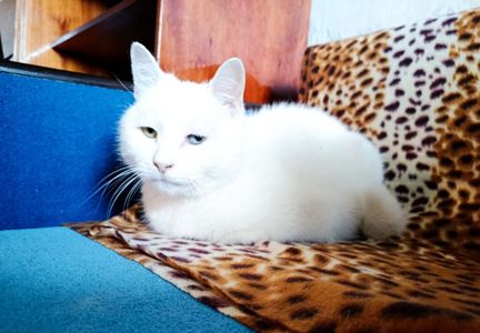 Мурчик