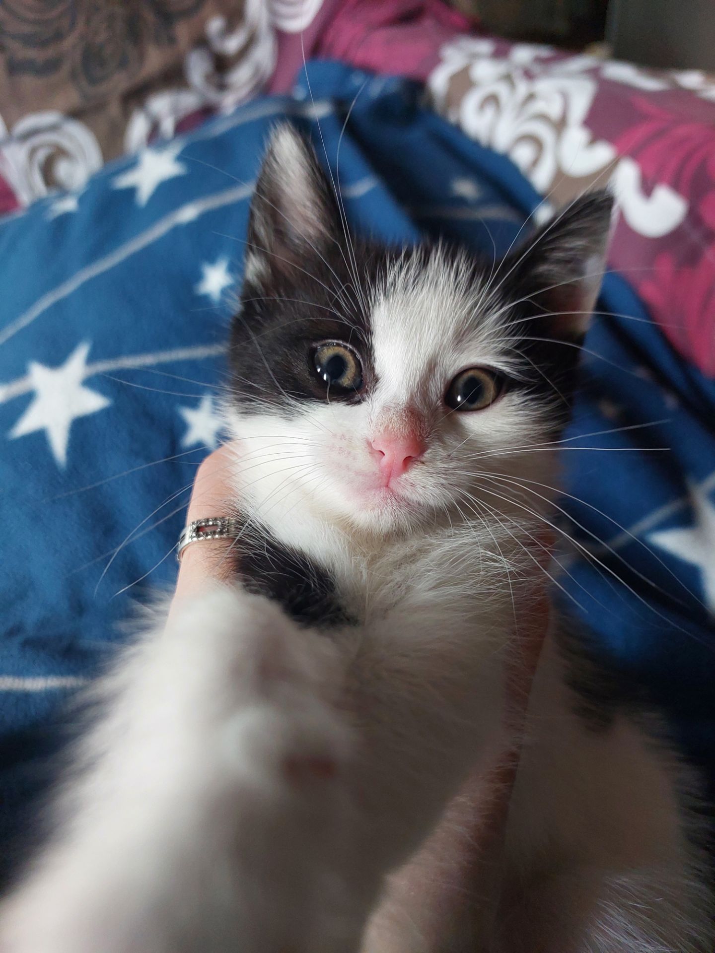 Котята 2 месяца
