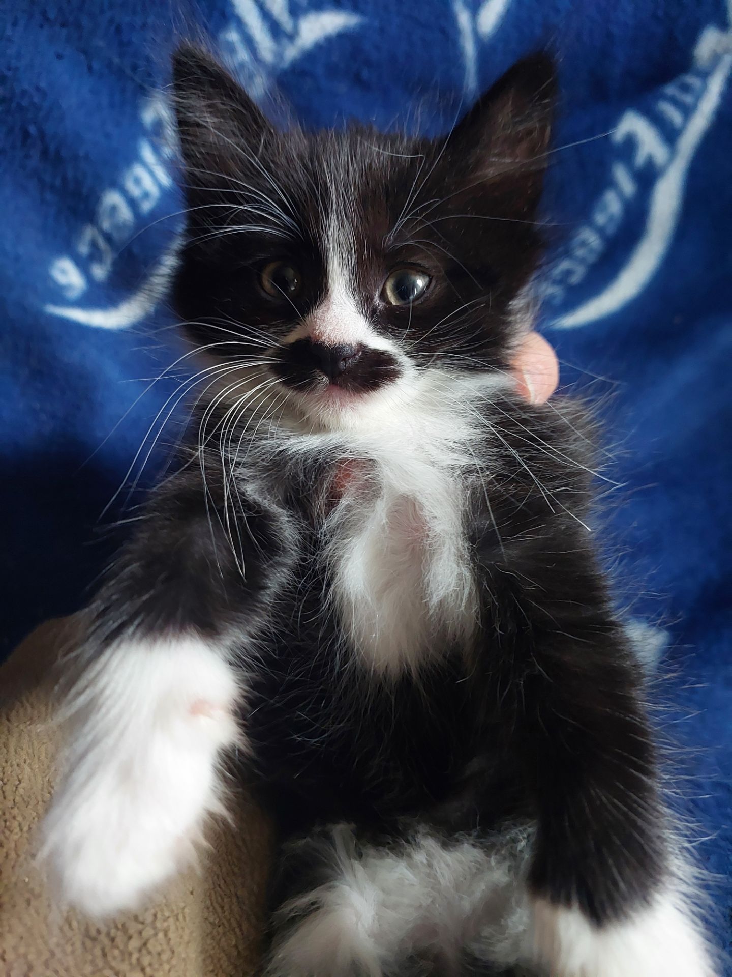 Котята 2 месяца