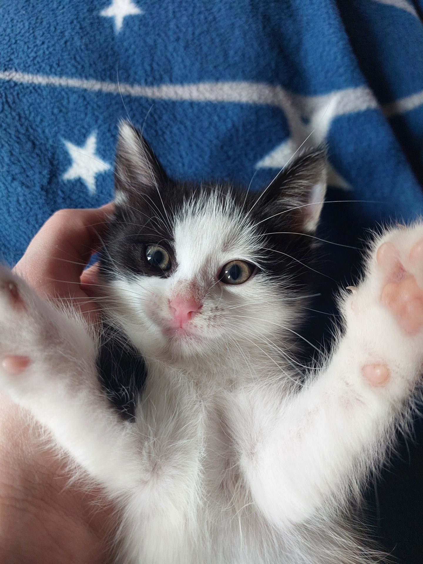 Котята 2 месяца