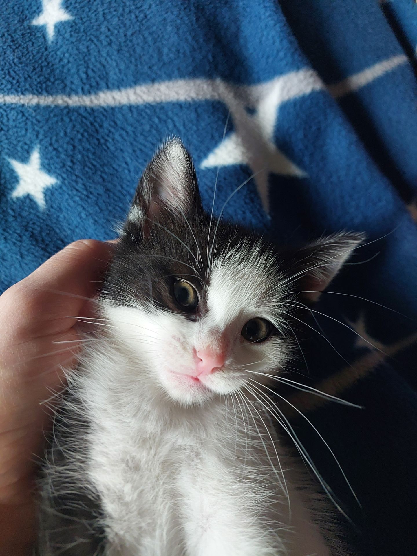Котята 2 месяца