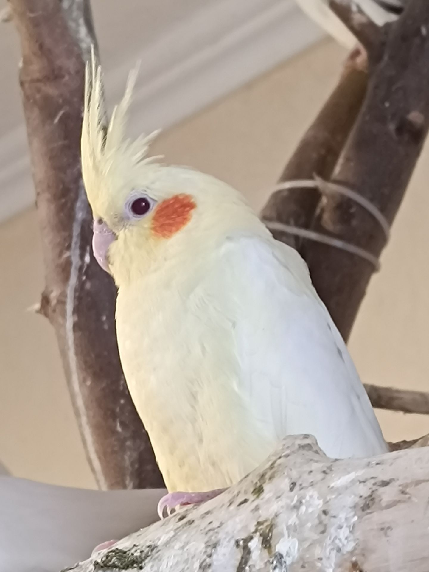 Продам птенцов кореллы (лютино) 🐦