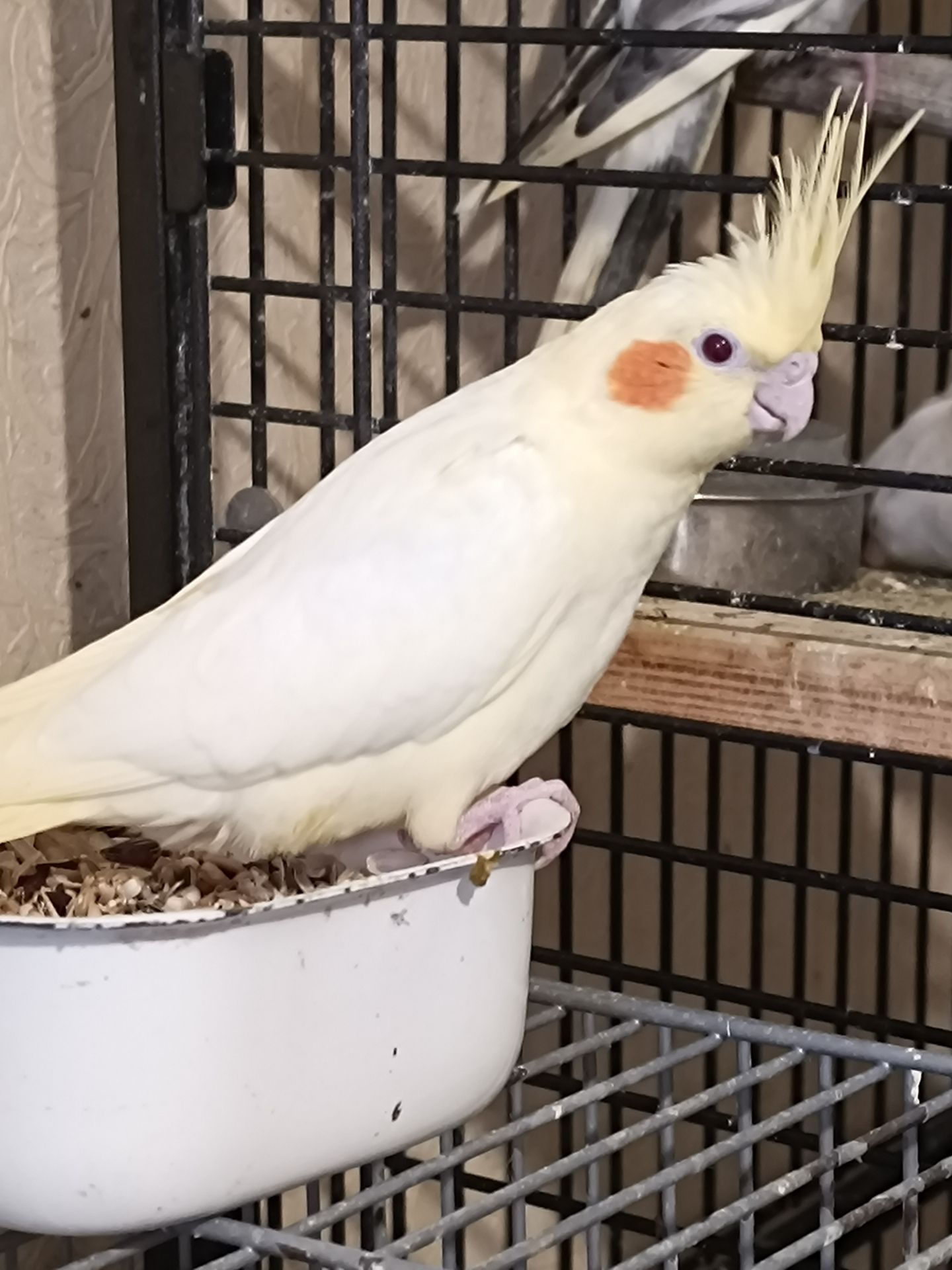 Продам птенцов кореллы (лютино) 🐦