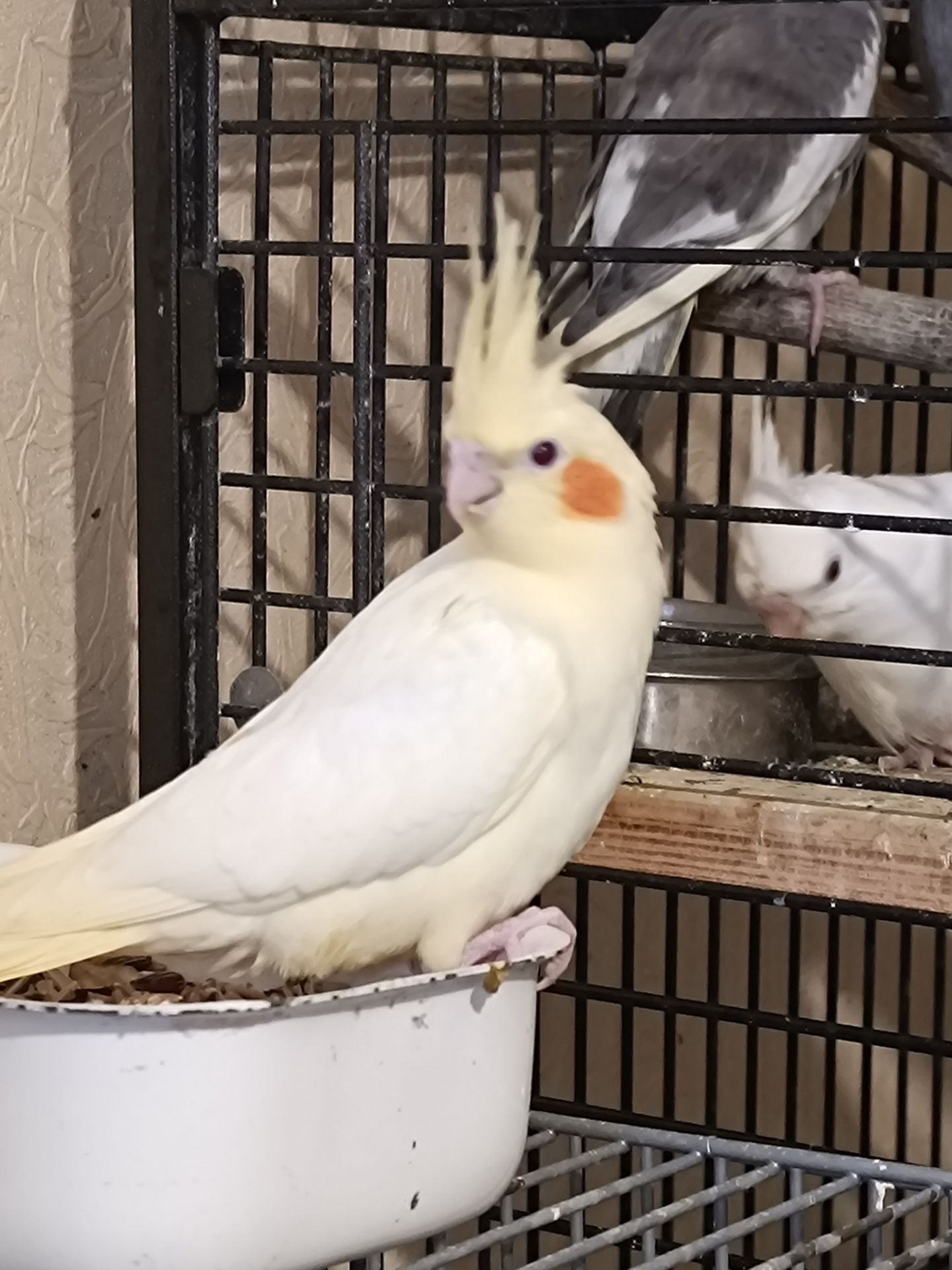 Продам птенцов кореллы (лютино) 🐦