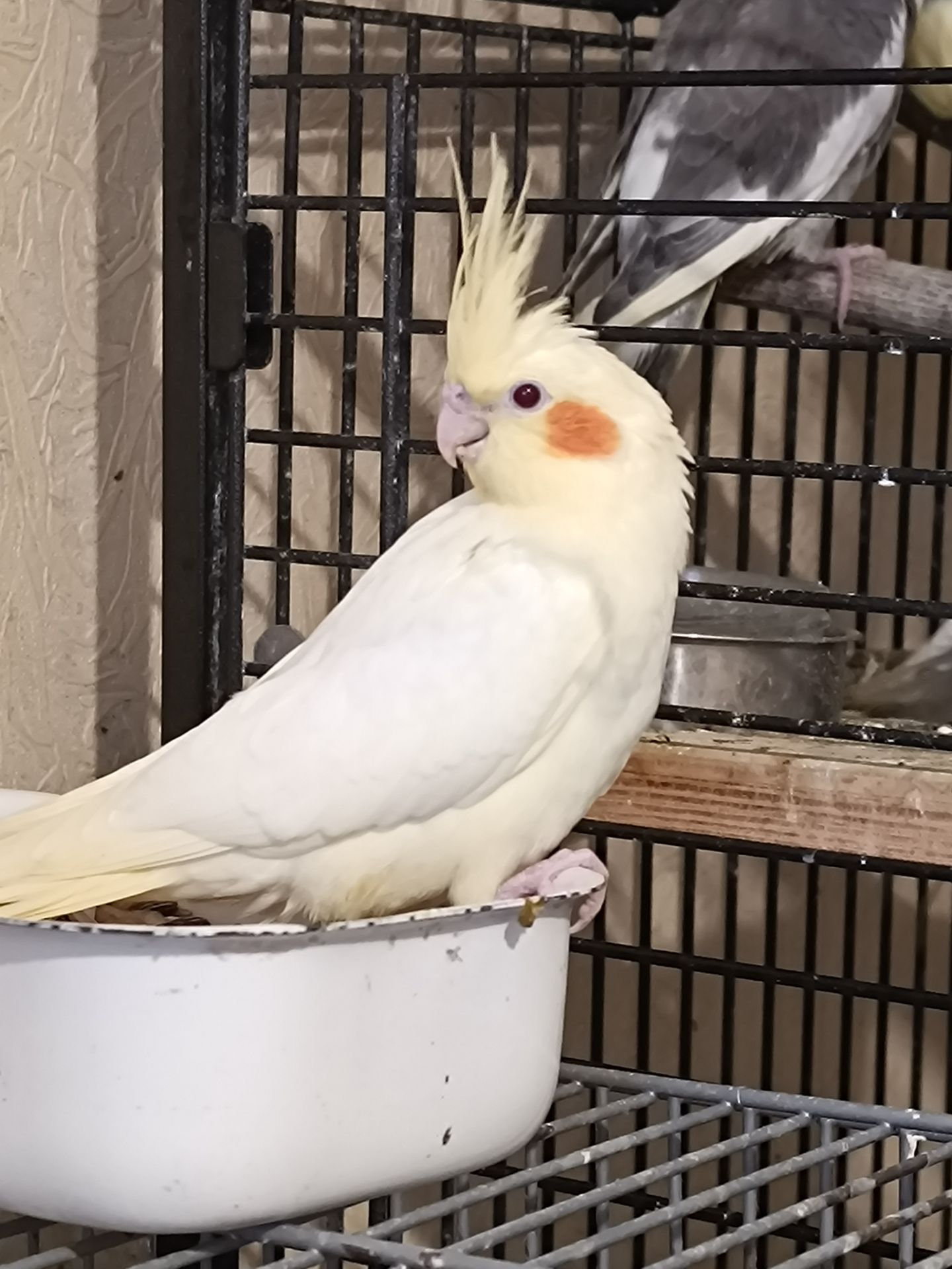 Продам птенцов кореллы (лютино) 🐦