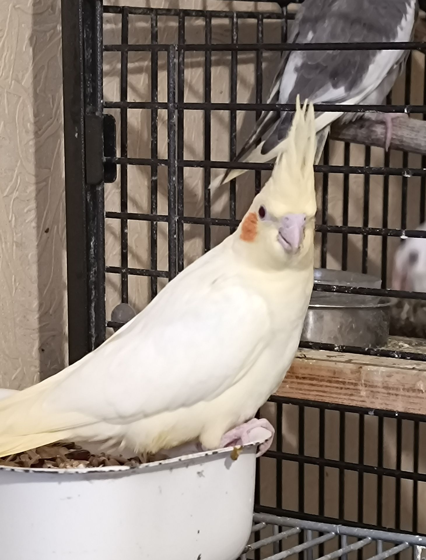 Продам птенцов кореллы (лютино) 🐦
