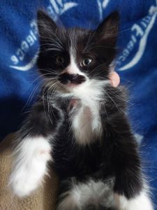 Котята 2 месяца