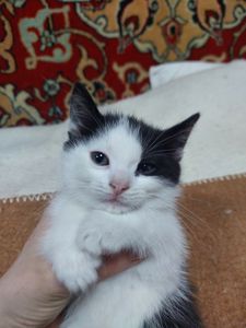 Котята 2 месяца