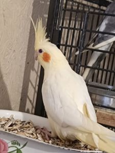 Продам птенцов кореллы (лютино) 🐦