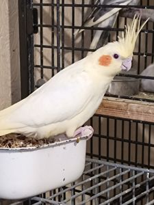 Продам птенцов кореллы (лютино) 🐦