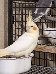 Продам птенцов кореллы (лютино) 🐦