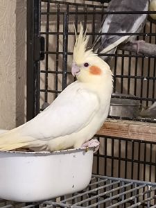 Продам птенцов кореллы (лютино) 🐦