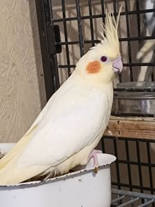 Продам птенцов кореллы (лютино) 🐦