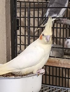 Продам птенцов кореллы (лютино) 🐦