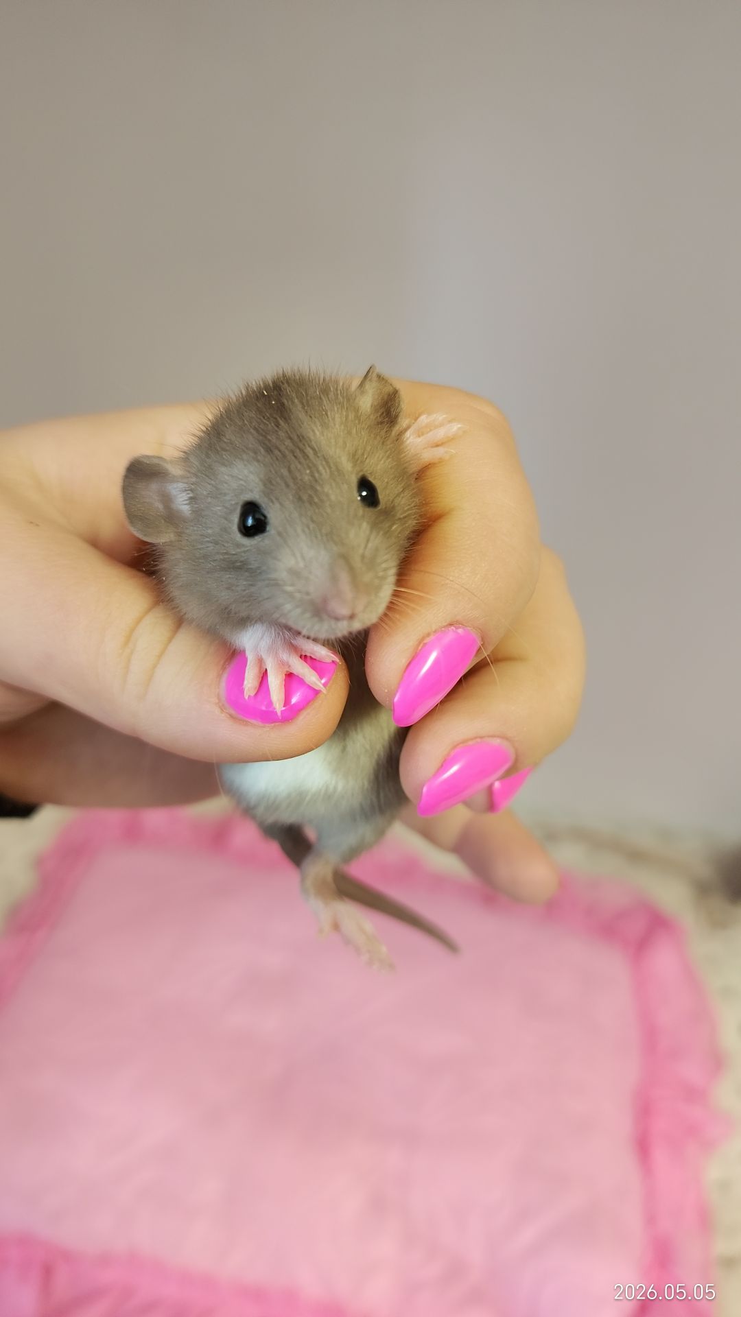 Крысята Дамбо