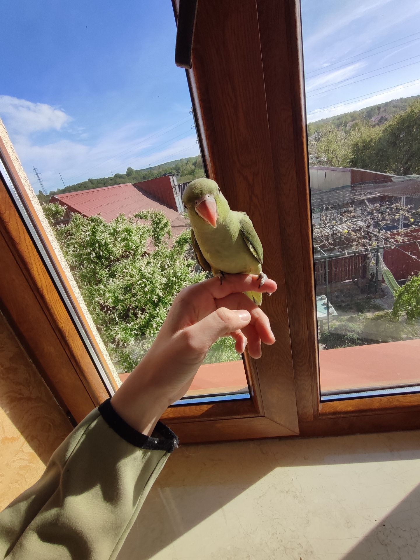 Ожереловий папуга