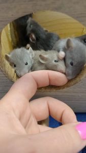 Крысята Дамбо