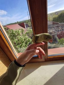 Ожереловий папуга
