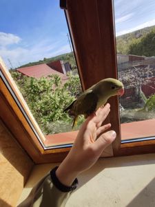 Ожереловий папуга