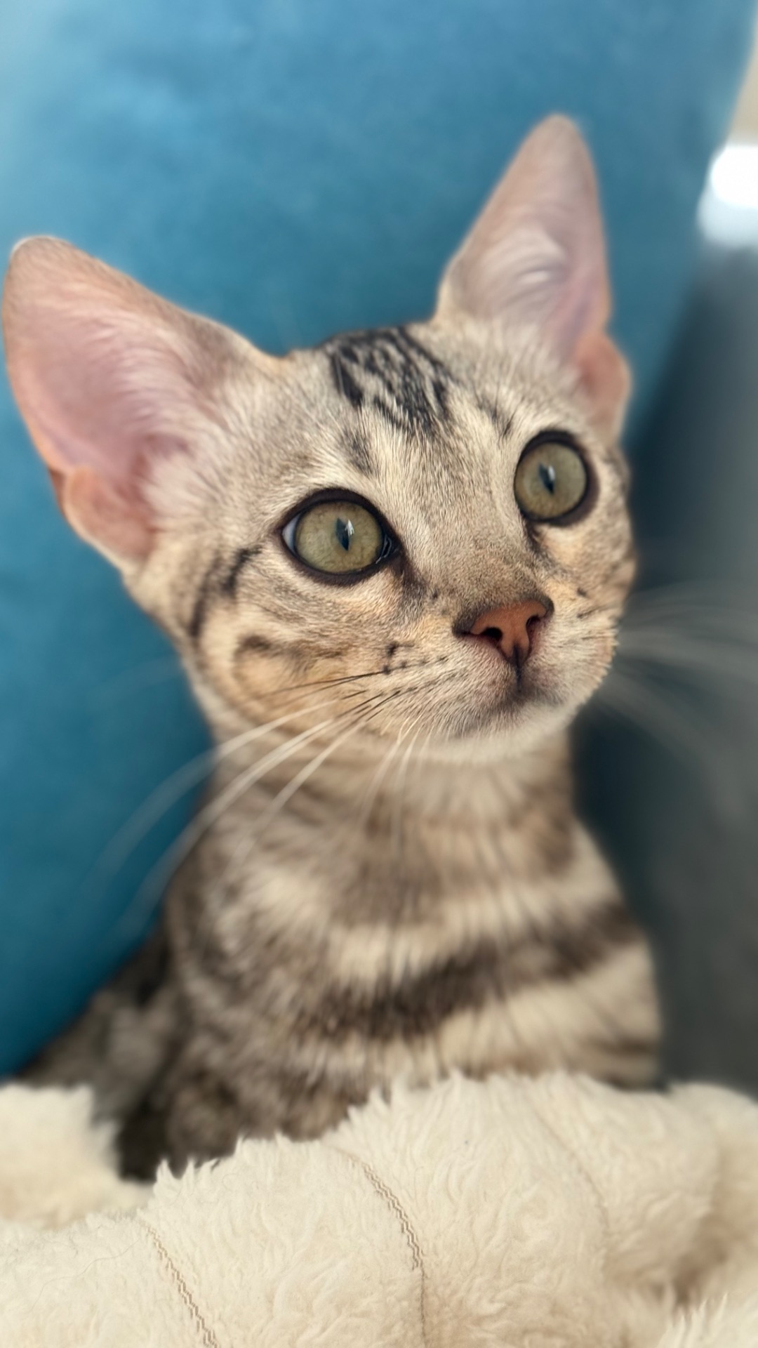 Котенок бенгал мальчик