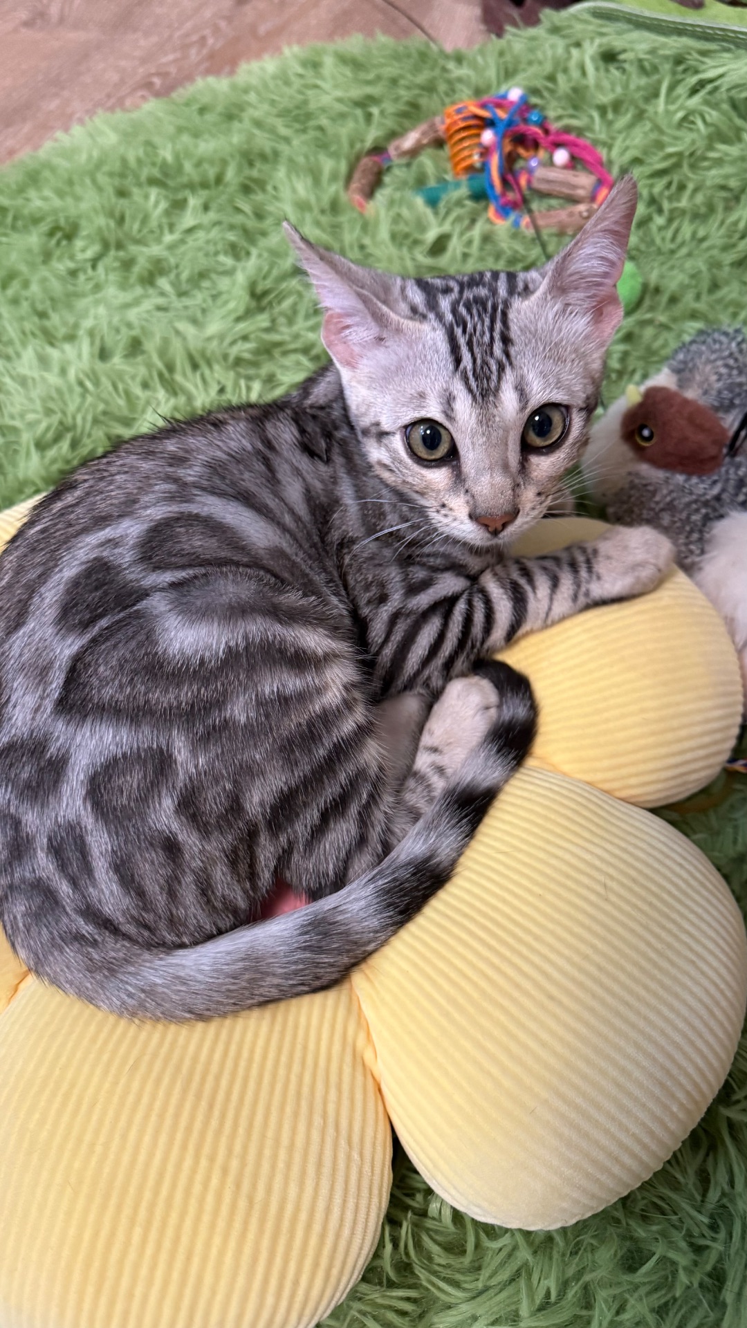 Котенок бенгал мальчик