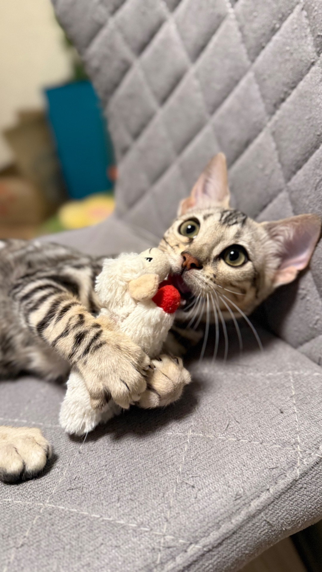 Котенок бенгал мальчик