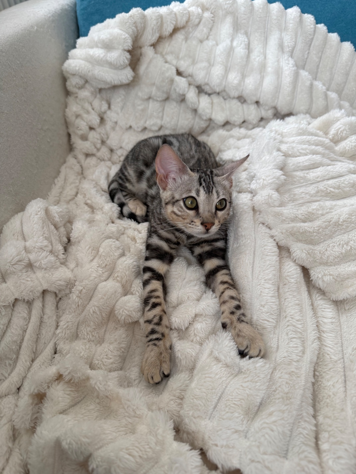 Котенок бенгал мальчик