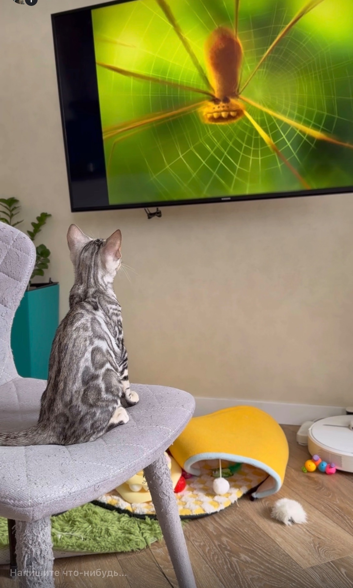 Котенок бенгал мальчик