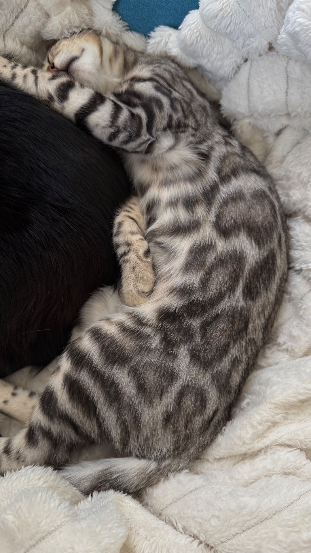 Котенок бенгал мальчик