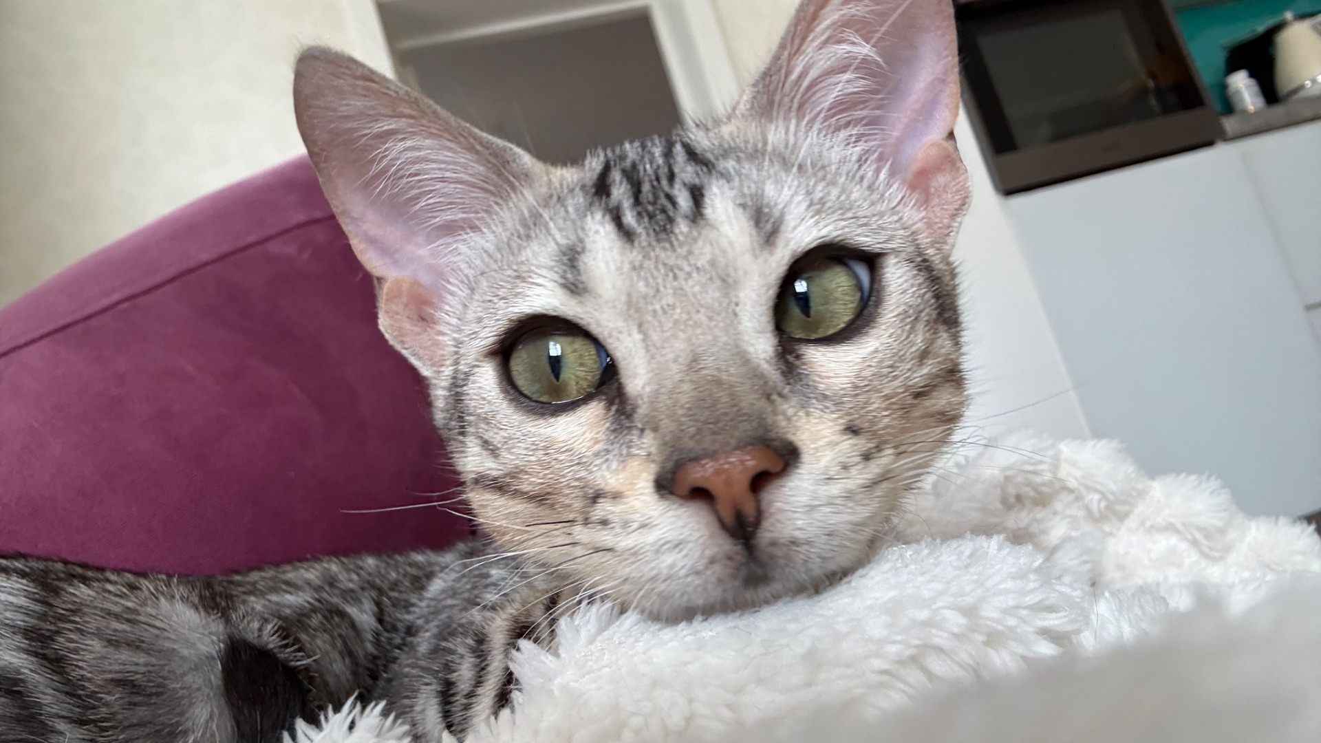 Котенок бенгал мальчик
