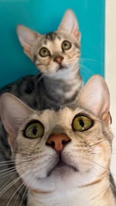 Котенок бенгал мальчик