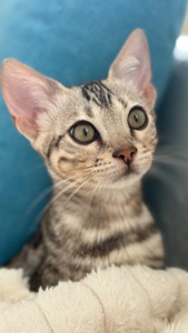Котенок бенгал мальчик