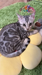 Котенок бенгал мальчик