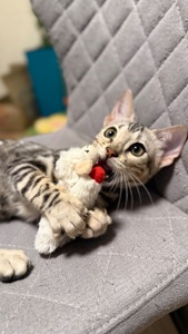 Котенок бенгал мальчик