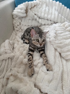 Котенок бенгал мальчик