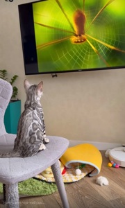 Котенок бенгал мальчик