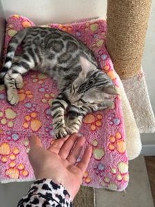 Котенок бенгал мальчик