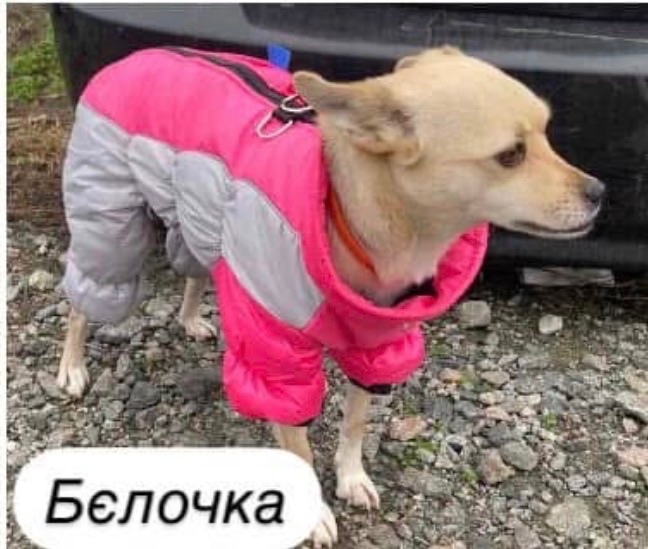 Собачка Бєлочка - 6кг любові та ніжності!