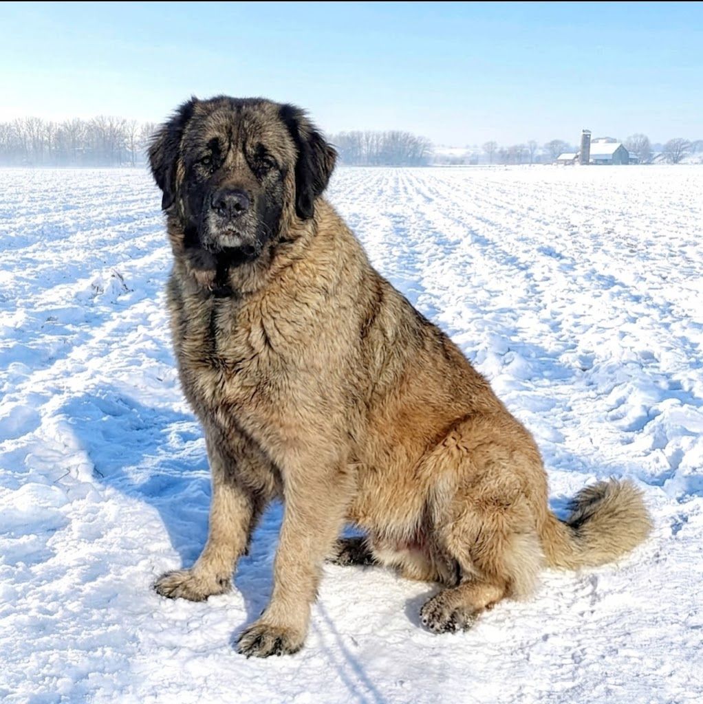 Цуценята кавказької вівчарки розплідник Star Escort