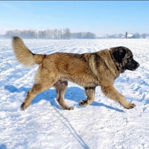 Цуценята кавказької вівчарки розплідник Star Escort