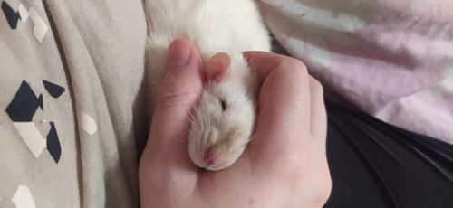 Декоративна криса