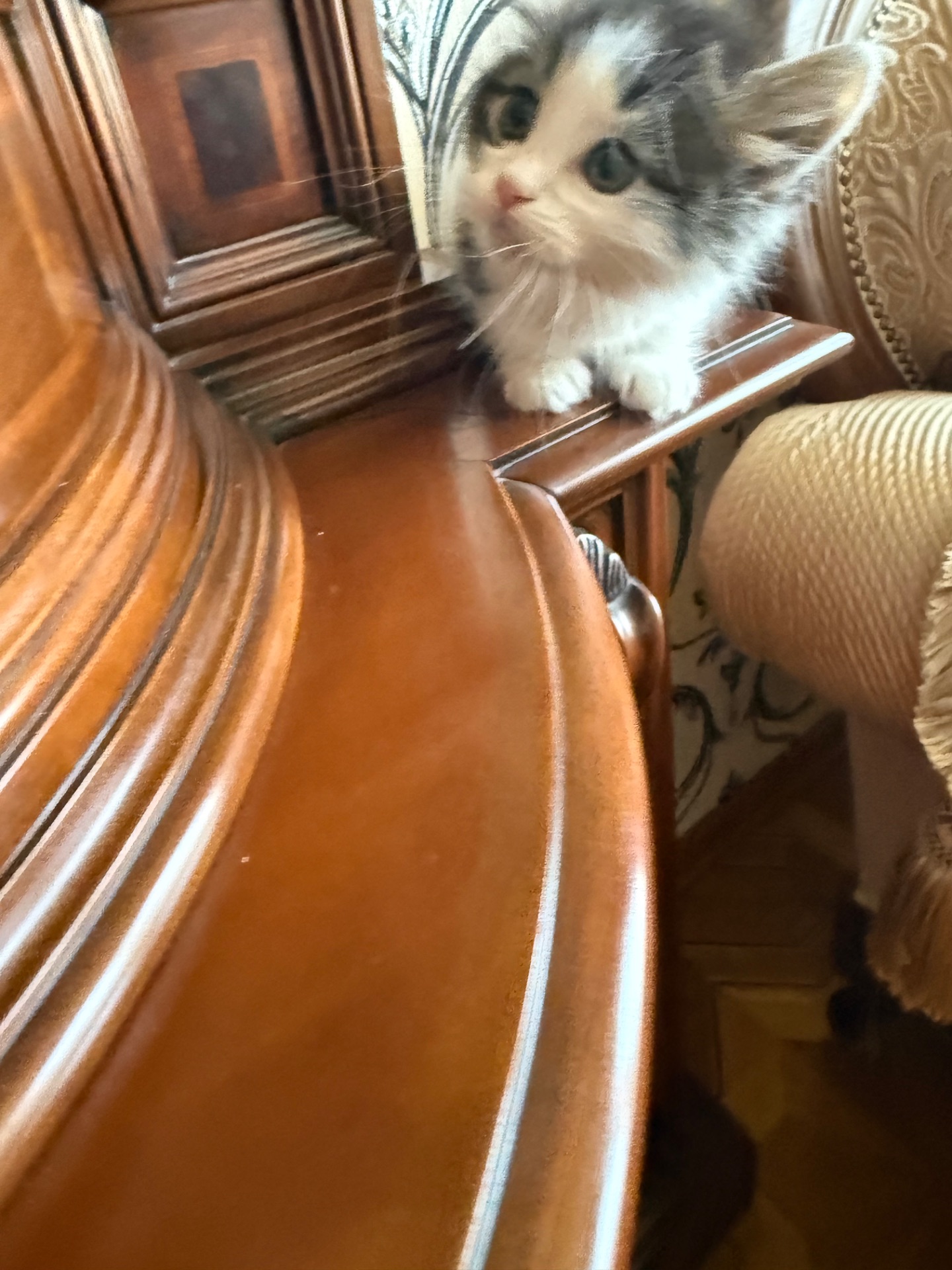 Кошеня Мія