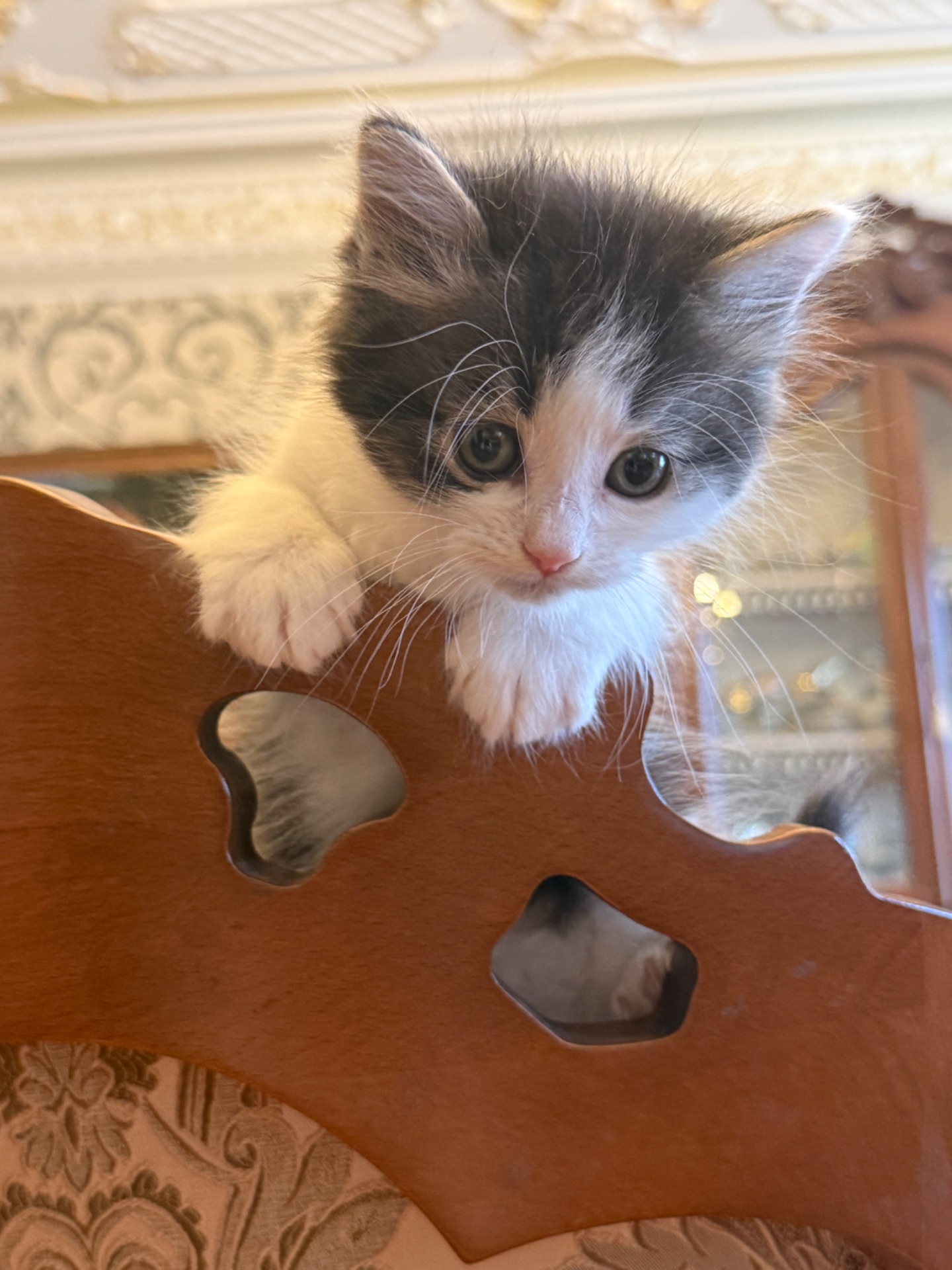 Кошеня Мія