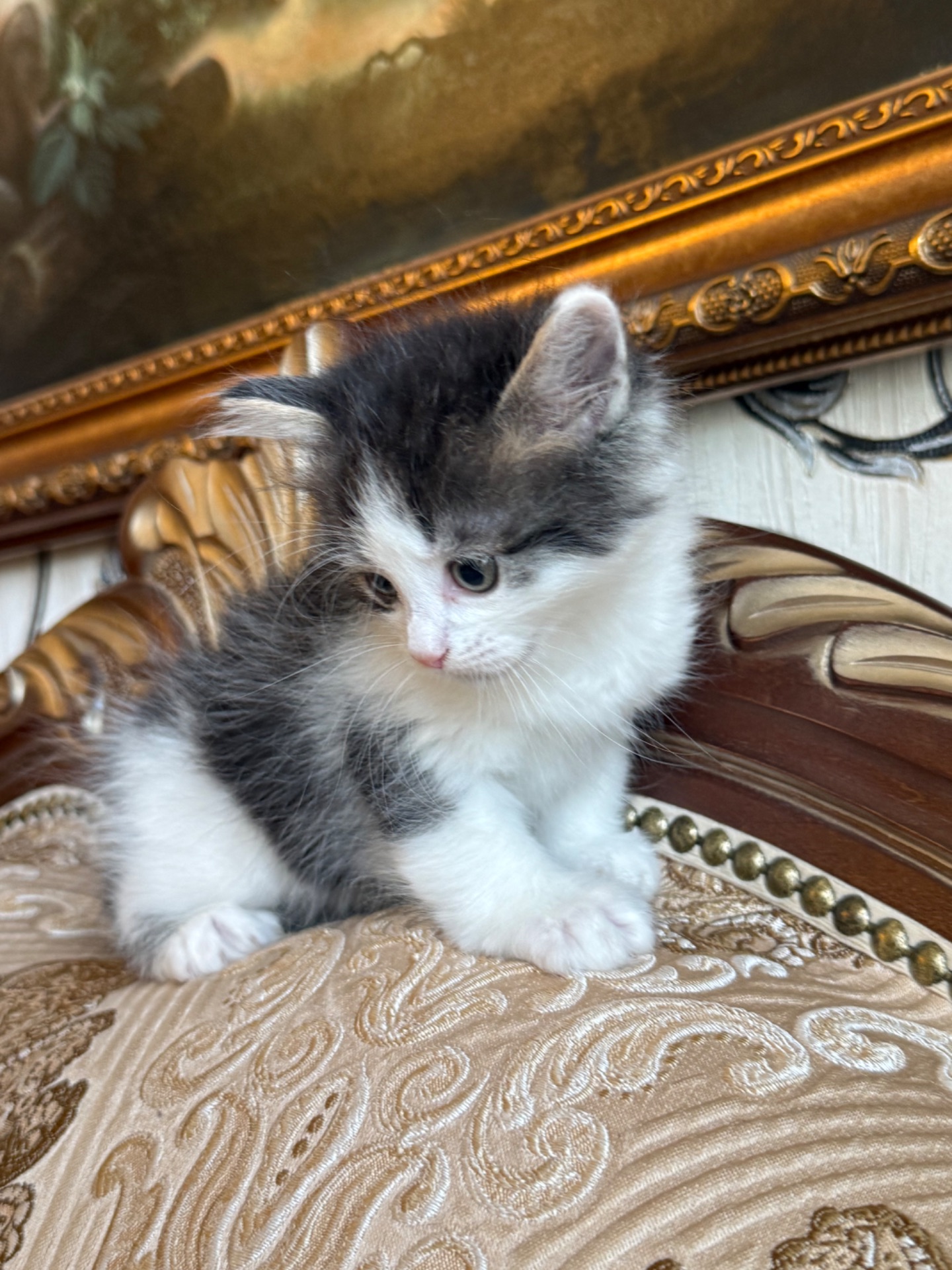 Кошеня Мія