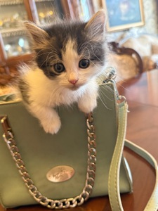 Кошеня Мія