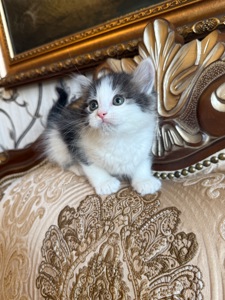 Кошеня Мія