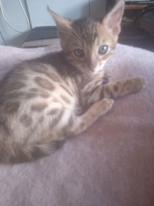 Кошенята 2 міс Чистокровні бенгали