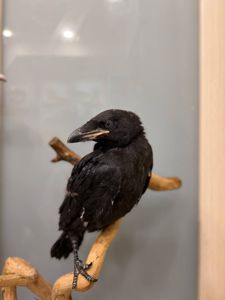 Розмовляючий ворон крук