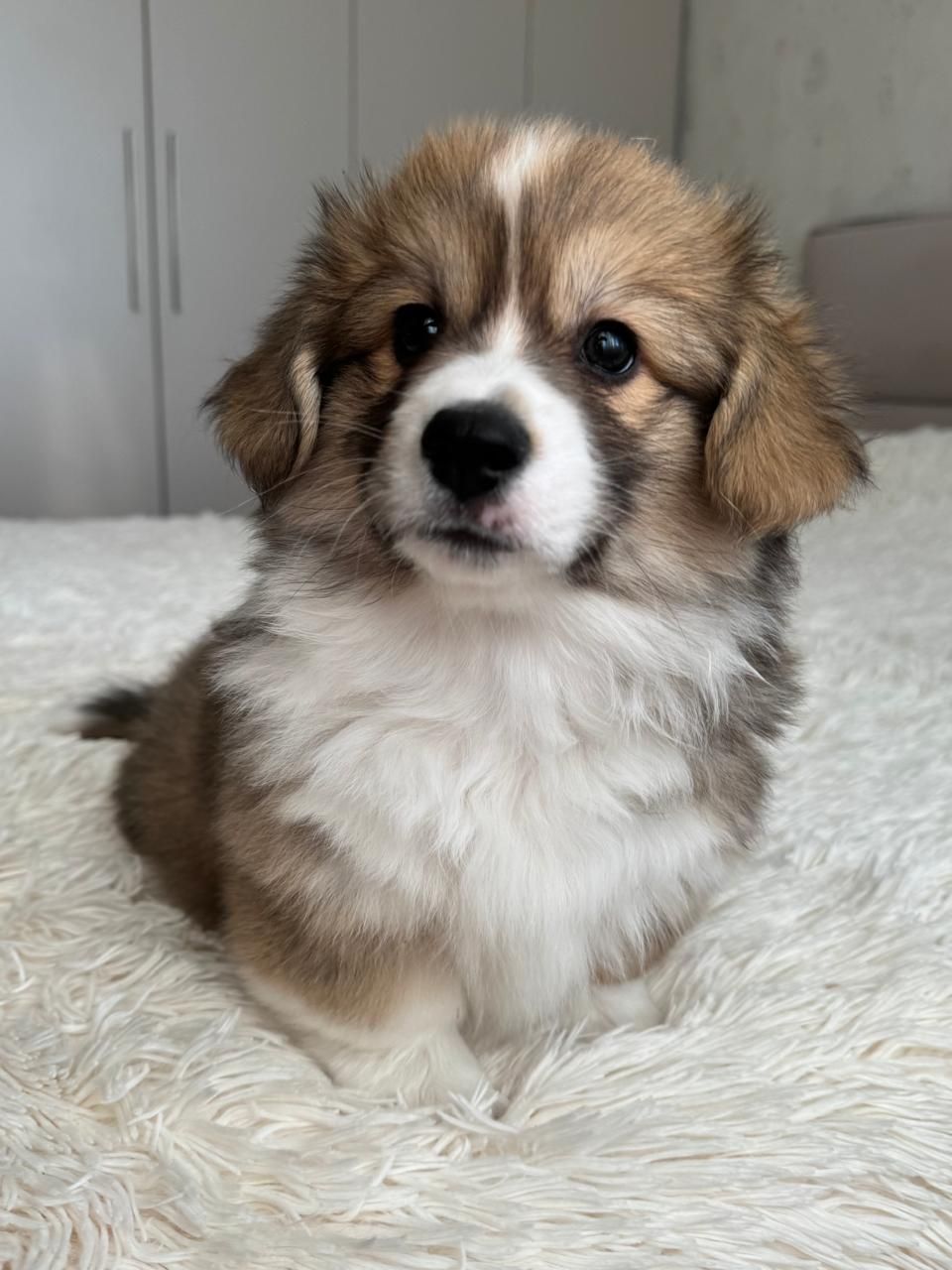 Вельш коргі хлопчик