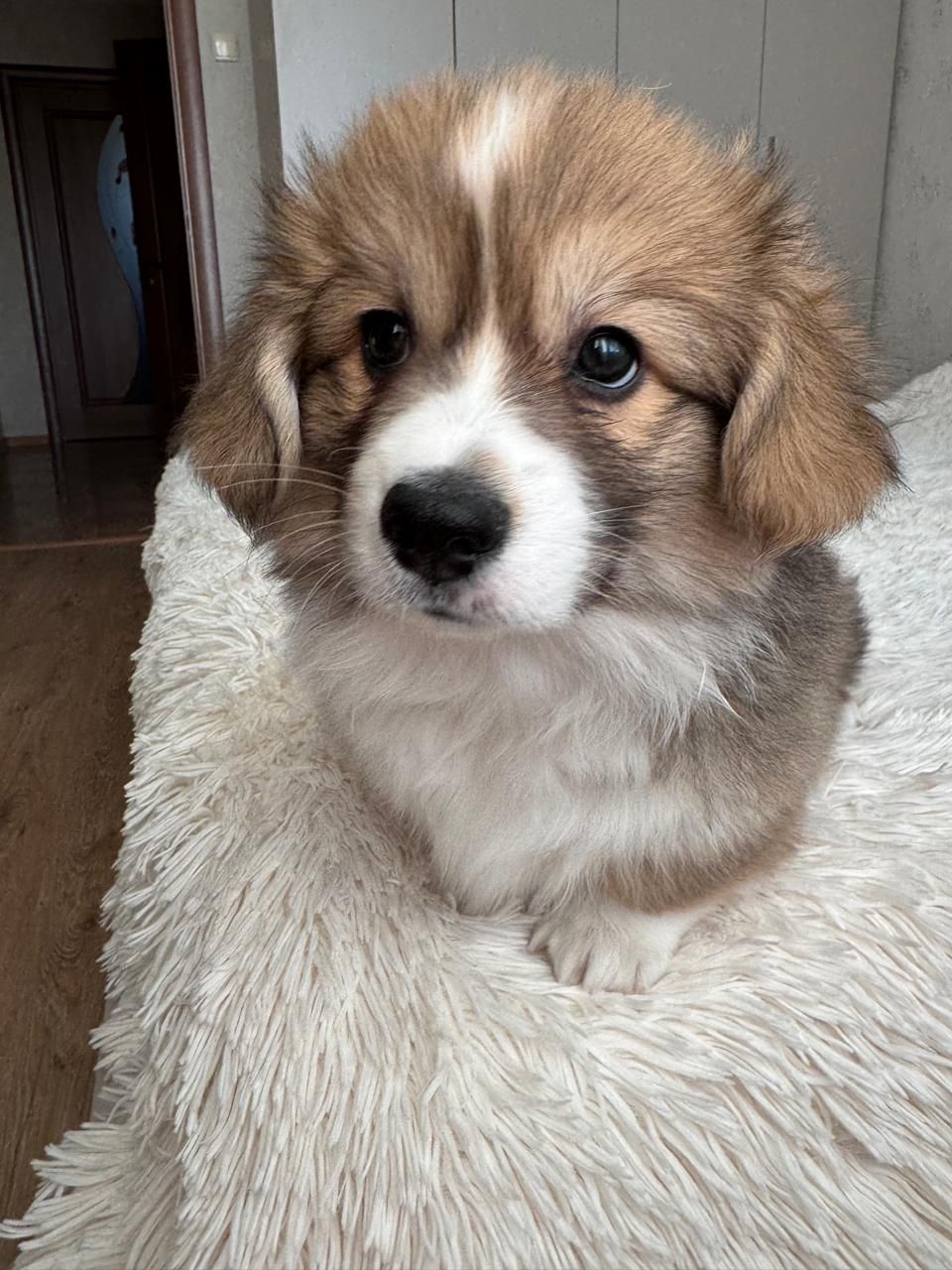 Вельш коргі хлопчик